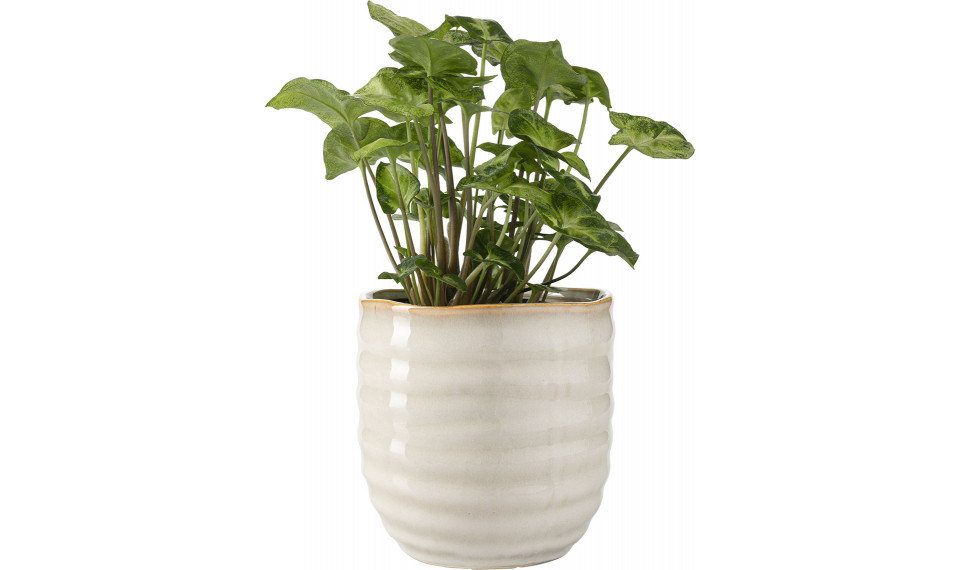 Big plant pot Lig | Flower pots | ZIPhome.ee image 1
