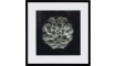 Photograph Cactus II | 100% Quality Photograph Cactus II | Paintings | ZIPhome.ee image 1