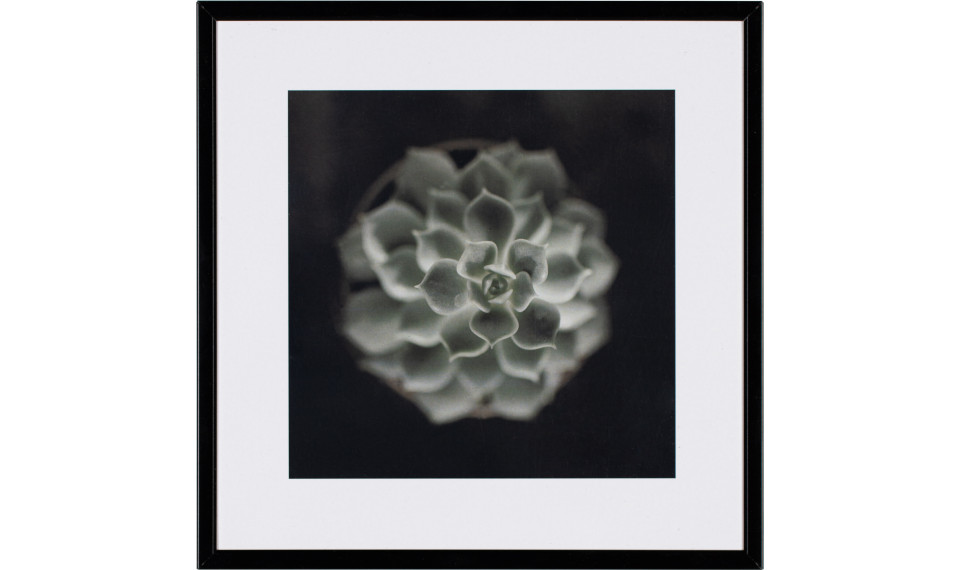 Photograph Cactus II | Paintings | ZIPhome.ee image 1