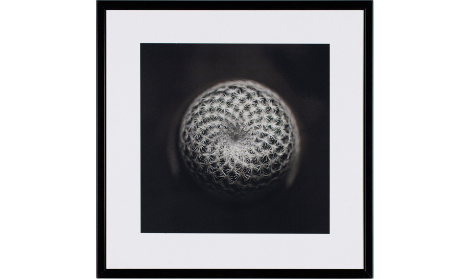 Photograph Cactus III | Pildid | ZIPhome.ee pilt 1