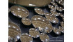 Peegel 13TM056 100x100 | Peeglid | ZIPhome.ee изображение 6