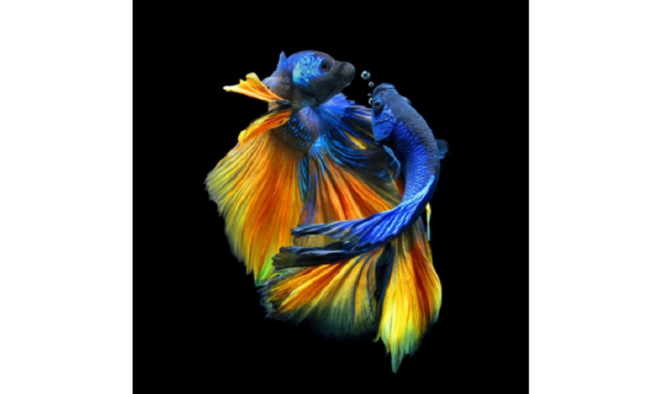 BETTA I Pilt | Pildid | ZIPhome.ee image 1