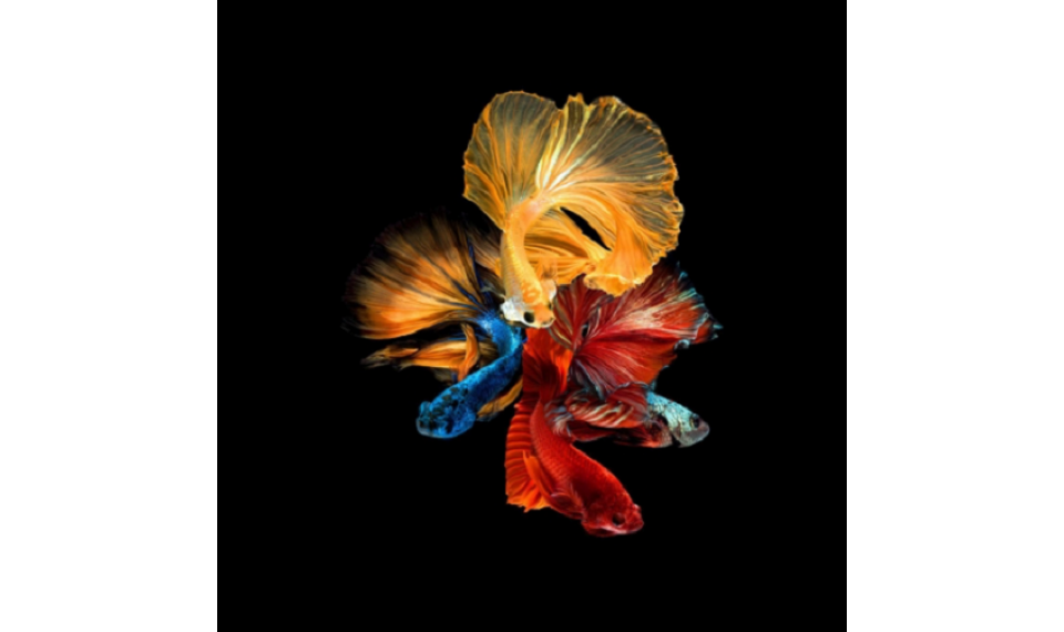 BETTA II Pilt | Pildid | ZIPhome.ee pilt 1