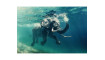 ELEPHANT Pilt | Pildid | ZIPhome.ee kuva 1