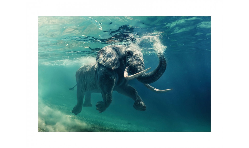 ELEPHANT Pilt | Pildid | ZIPhome.ee kuva 1