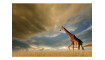GIRAFFE Pilt | Pildid | ZIPhome.ee pilt 1