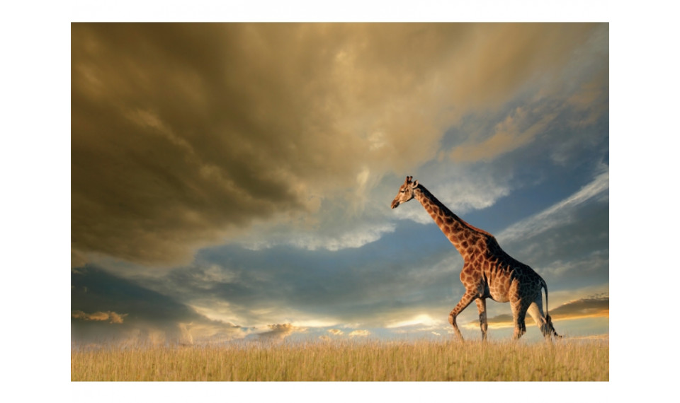 GIRAFFE Pilt | Pildid | ZIPhome.ee pilt 1