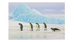 PENGUINS Pilt | Pildid | ZIPhome.ee pilt 1