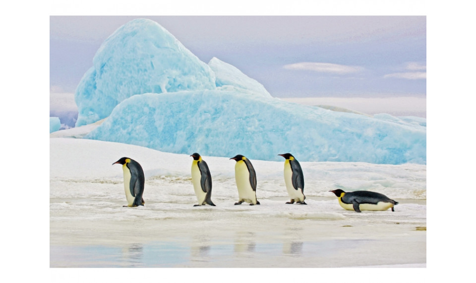 PENGUINS Pilt | Pildid | ZIPhome.ee pilt 1