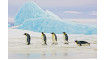 PENGUINS Pilt | Pildid | ZIPhome.ee pilt 2