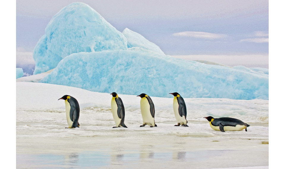 PENGUINS Pilt | Pildid | ZIPhome.ee pilt 2