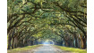 TREES I Painting on glass | 100% Quality TREES I Painting on glass | Paintings | ZIPhome.ee image 2