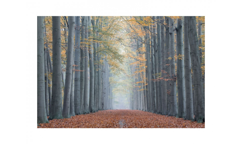 TREES II Pilt | Pildid | ZIPhome.ee pilt 1